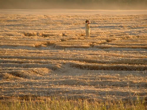 cropcircles Image
