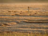 Crop Circle