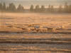 Crop Circle