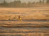 Crop Circle