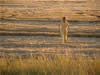 Crop Circle