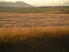 Crop Circle