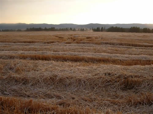 cropcircles Image