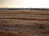 Crop Circle