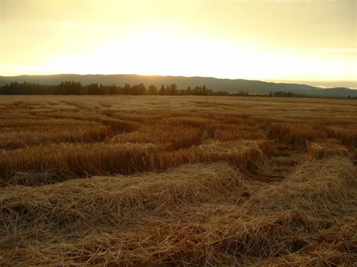 cropcircles Image
