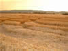 Crop Circle