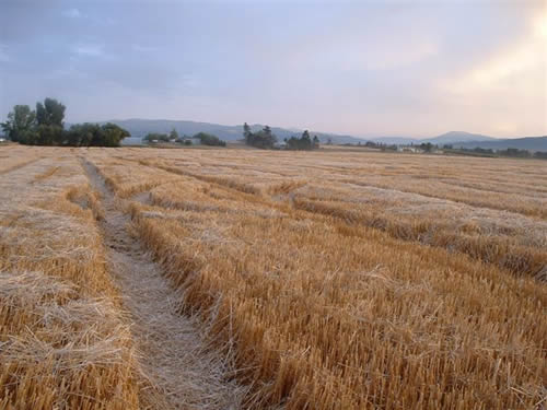 cropcircles Image