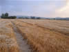 Crop Circle