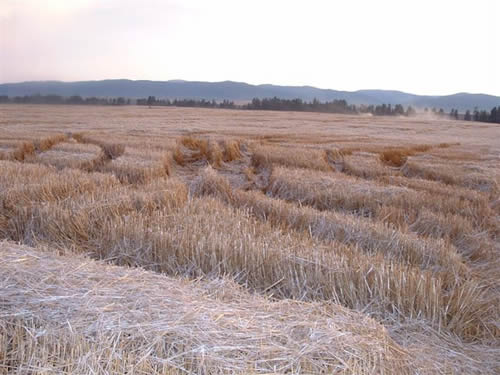 cropcircles Image