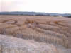 Crop Circle