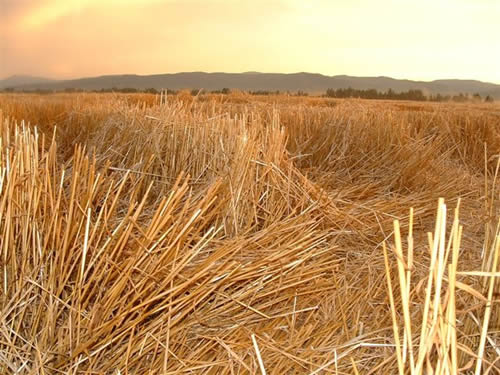 cropcircles Image