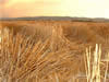 Crop Circle