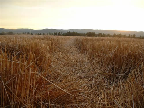 cropcircles Image