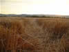 Crop Circle