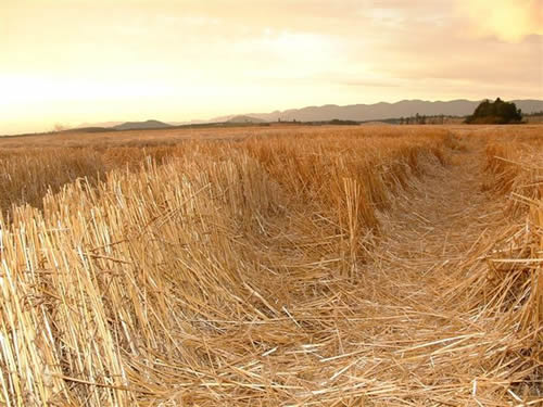 cropcircles Image