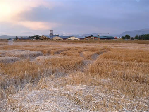 cropcircles Image
