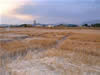 Crop Circle