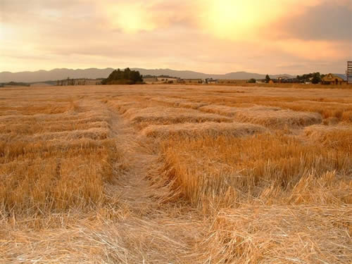 cropcircles Image
