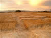 Crop Circle