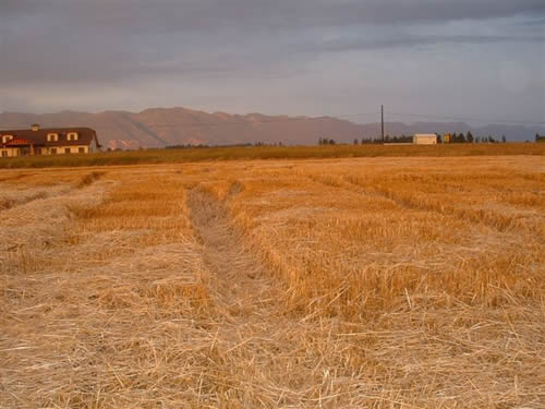 cropcircles Image
