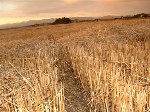 cropcircles Image