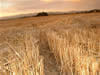 Crop Circle