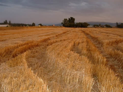 cropcircles Image