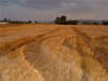 Crop Circle
