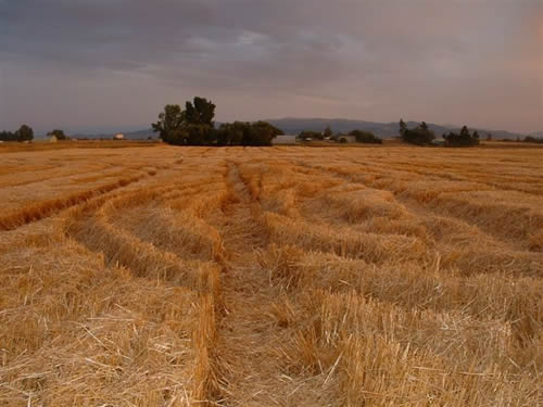 cropcircles Image