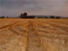 Crop Circle