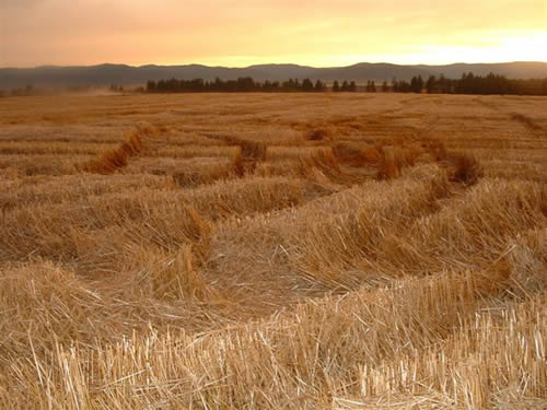 cropcircles Image