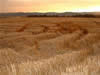 Crop Circle