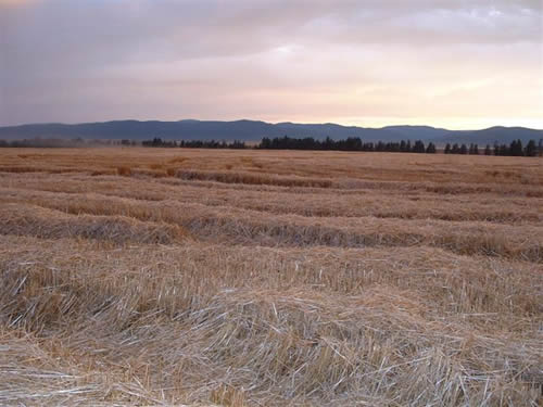 cropcircles Image