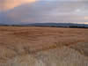 Crop Circle