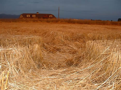 cropcircles Image