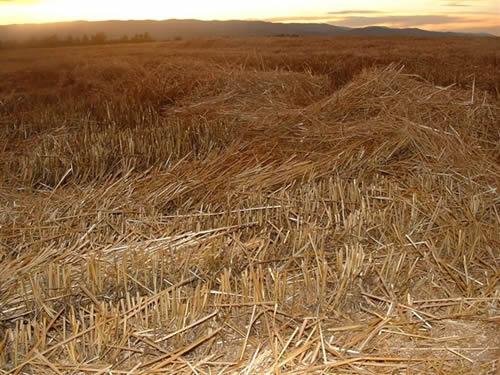 cropcircles Image