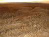 Crop Circle
