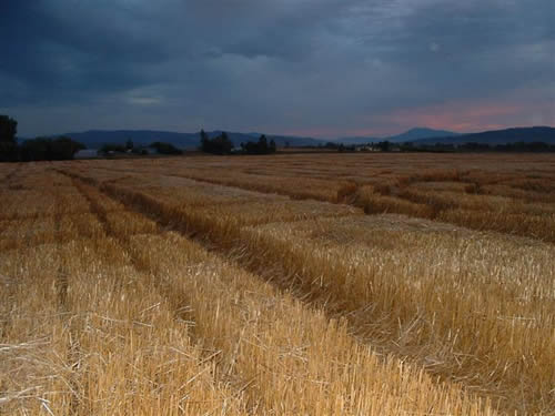 cropcircles Image