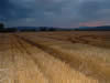 Crop Circle