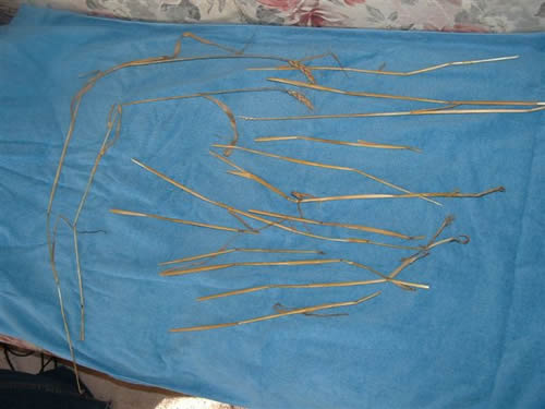 cropcircles Image