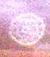 cropcircles Image